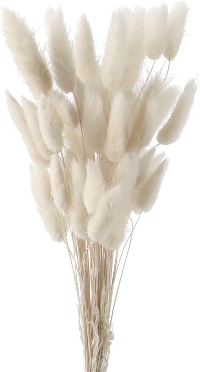 SnelShoppen - Pack van 50 Pampasgras, Gedroogde Bloemen, Konijnenstaartgras, 45 cm Fluffy Dried Flowers, Wit, Natuurlijke Decoratie voor Feesten en Tu