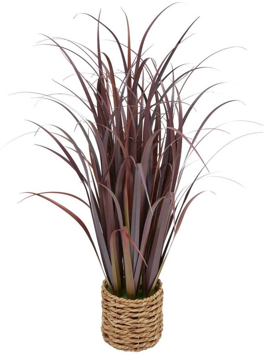 Grote plant ZYA