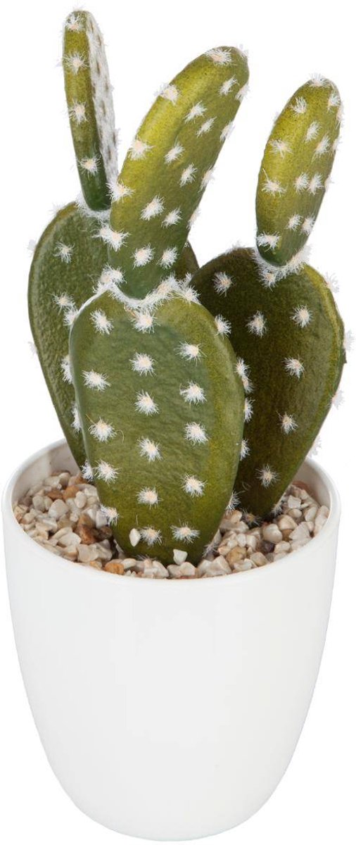 Vetplant & cactus YUKIKO