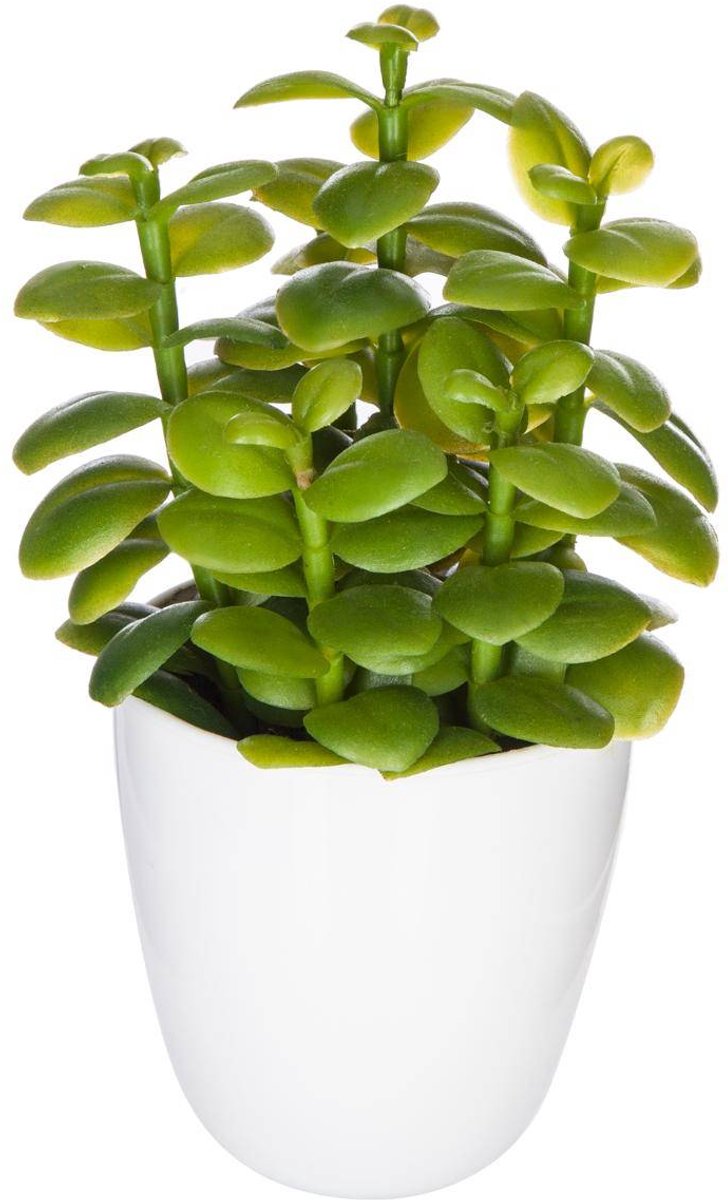Vetplant & cactus YUKIKO