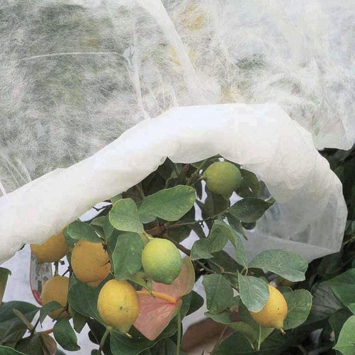 Winter Beschermdeken - Vliesdoek Planten - Bescherming Tegen Vorst - Ademend Materiaal - 2.4x10m - Wit