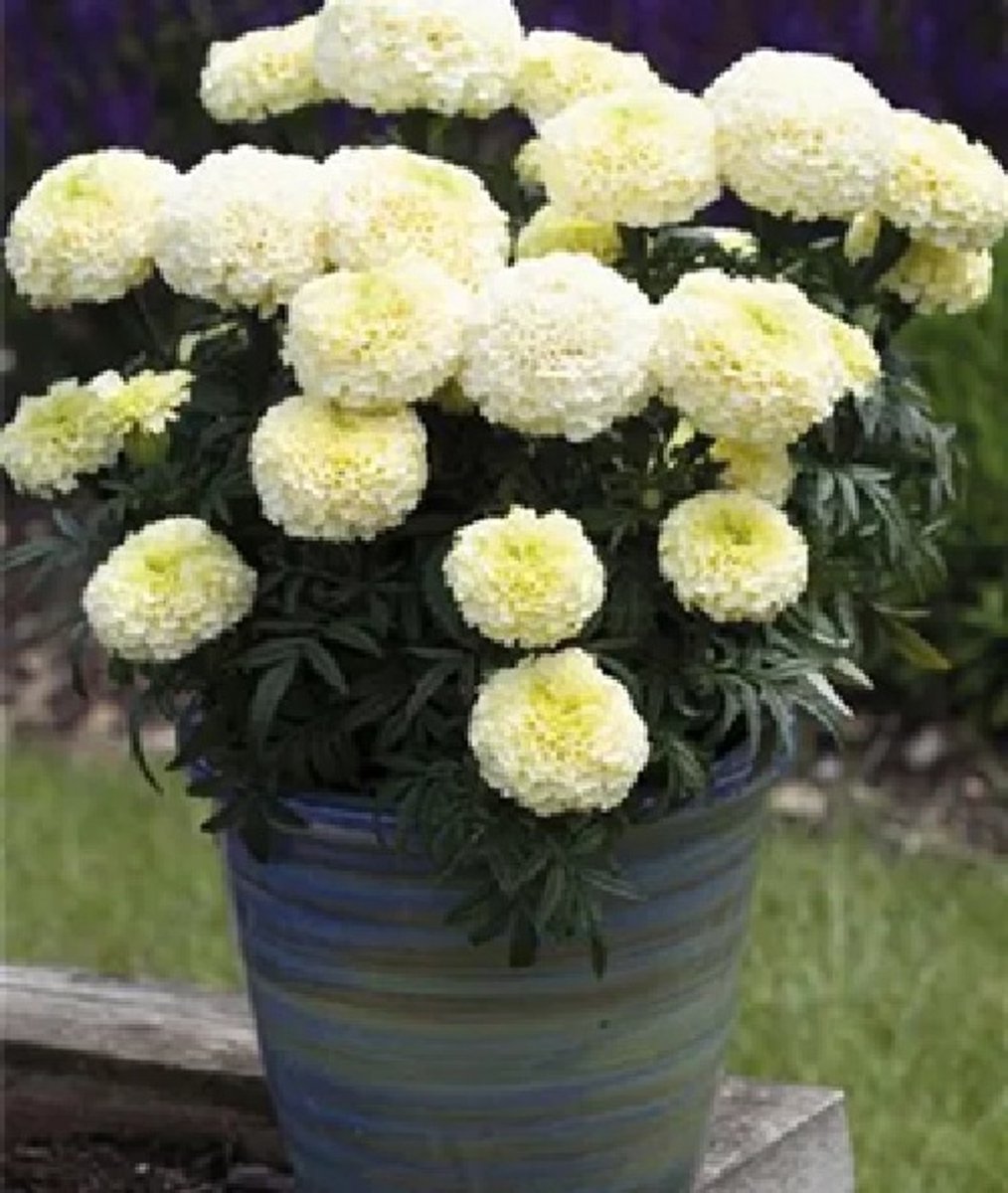 Tagetes x erecta Vanilla Heleda® F1 ca 100 zaden