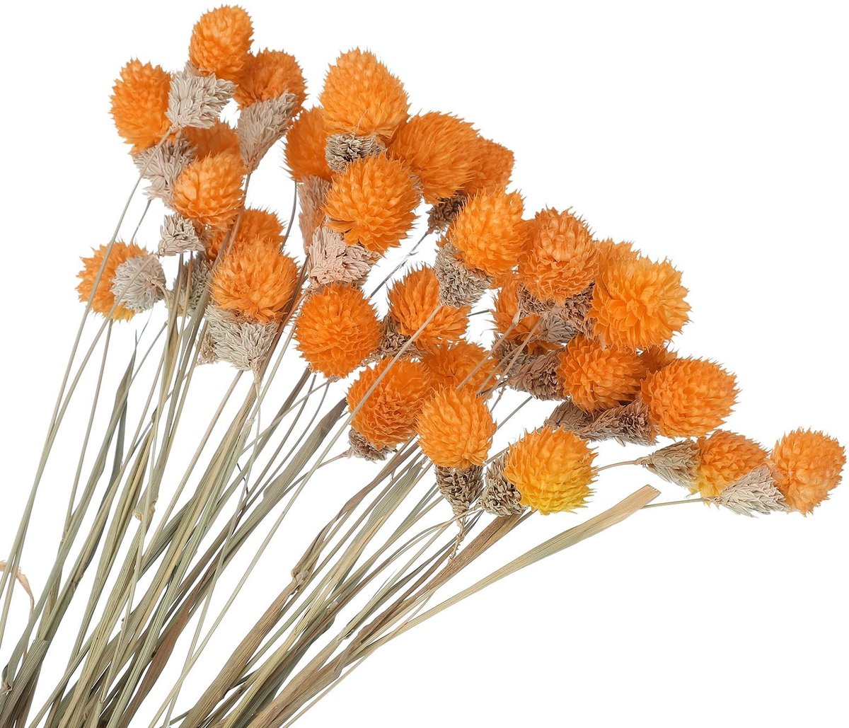 Omgoods - 30 Stuks Gedroogde Dennenballen voor Bruiloft en Decoratie