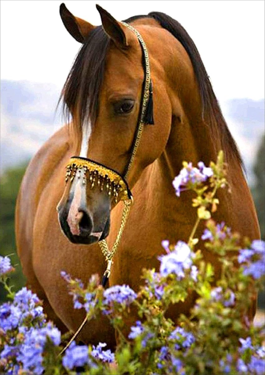 5D Diamond Painting DIY Handmade Painting by Numbers Diamond Art Full Drill Horse Embroidery Canvas Rhinestone Cross Stitch Wall Art Living Room Bedroom Home Decoration 30X40CM