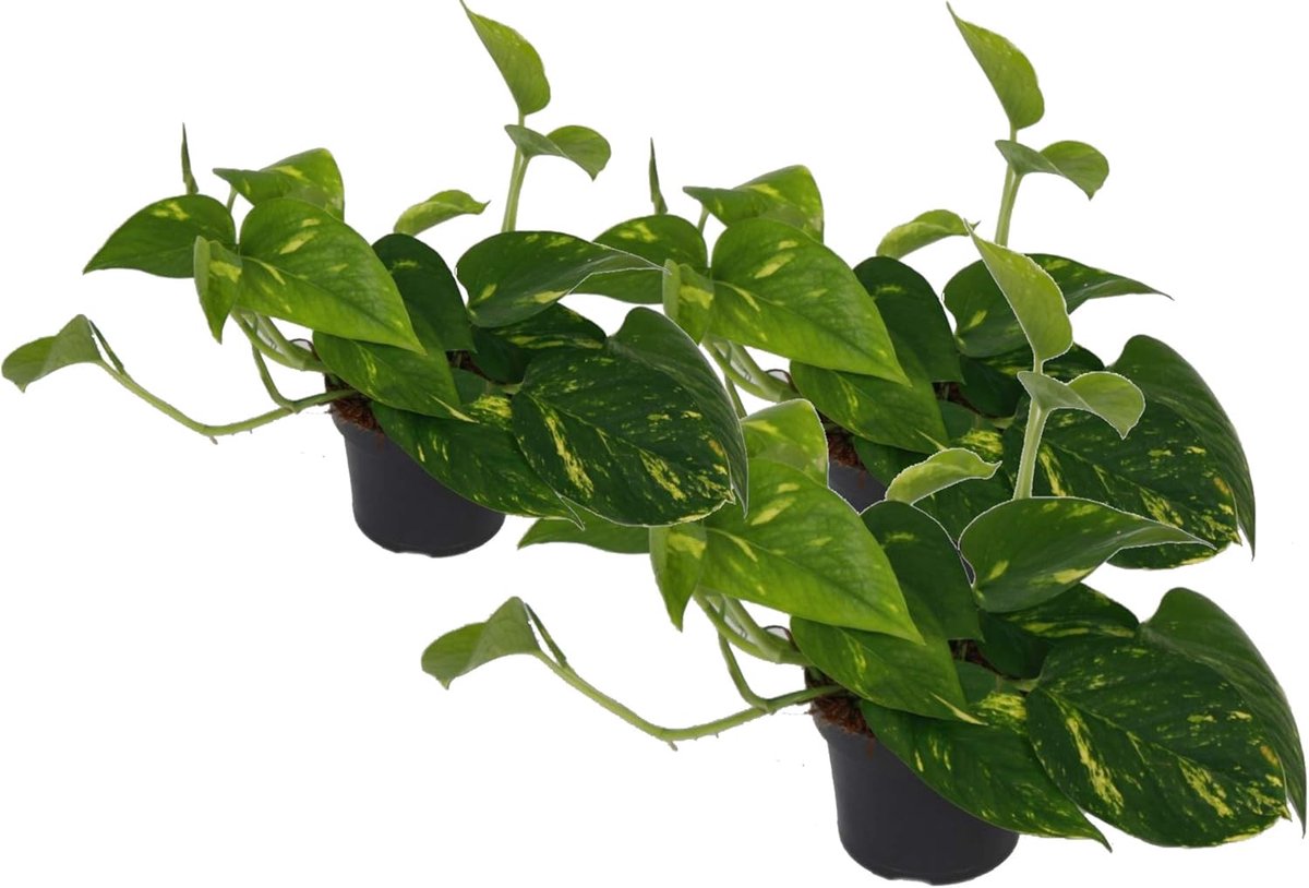 SnelShoppen - Efeutute (Scindapsus) Aureum, Hangplant met Gele-Groene Bladeren, Luchtzuiverend, 3 Stuks in 12 cm Pot, Makkelijk in Onderhoud, Ideaal v