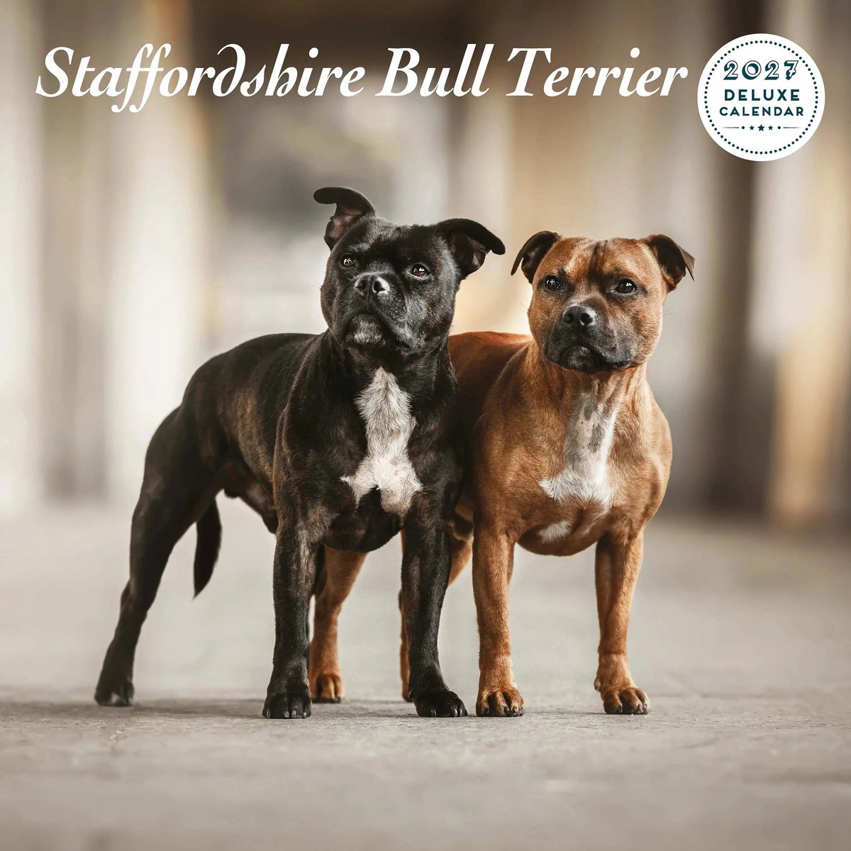 Staffordshire Bull Terrier Kalender 2027 Deluxe