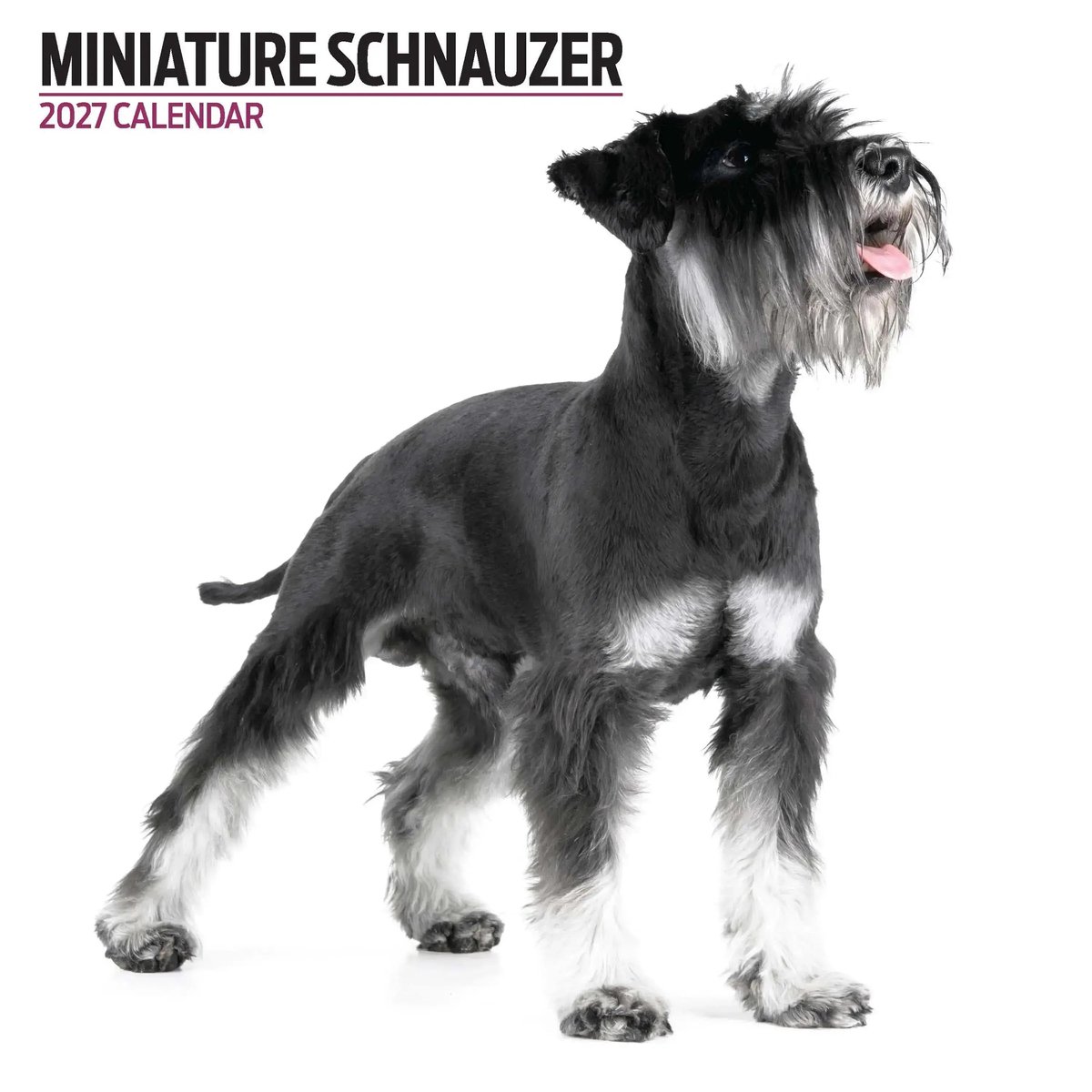Miniatuur Schnauzer Modern Kalender 2027