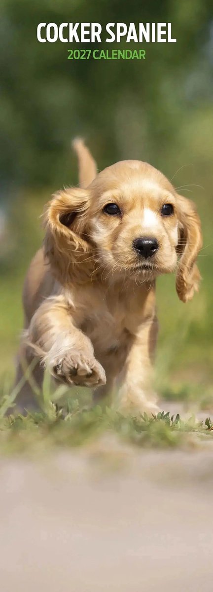 Engelse Cocker Spaniel Kalender 2027 Slimline