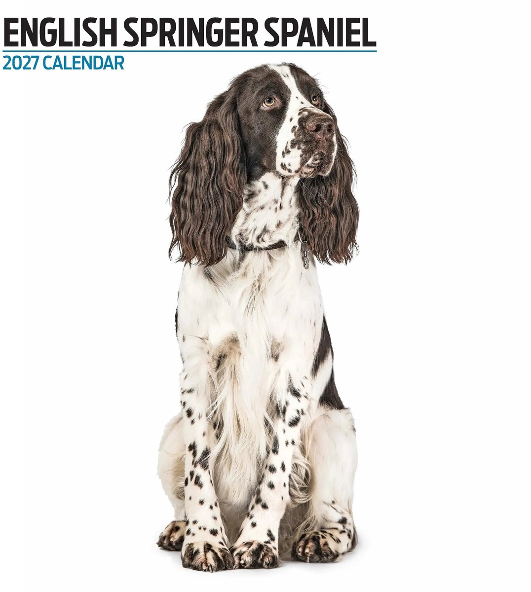 Engelse Springer Spaniel Modern Kalender 2027