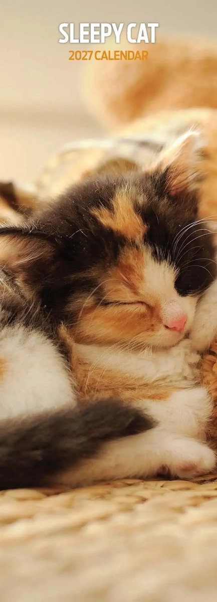 Sleepy Cat Kalender 2027 Slimline