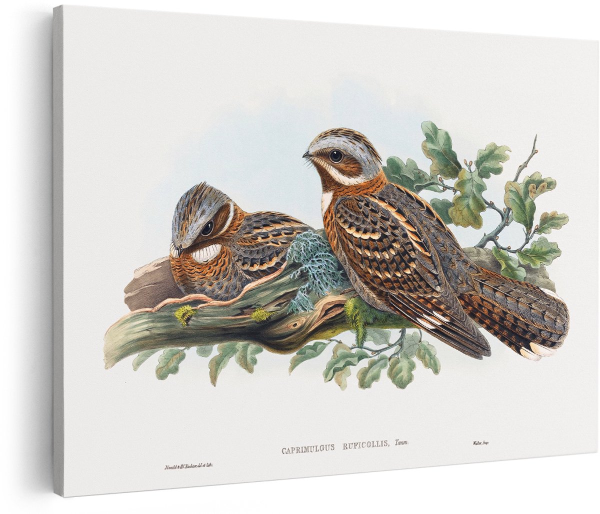 Artaza Canvas Schilderij Nachtzwaluwen - 180x120 cm - Groot - Wanddecoratie Vogels - Muurdecoratie Vintage Vogel - Decoratie Natuur Schilderij