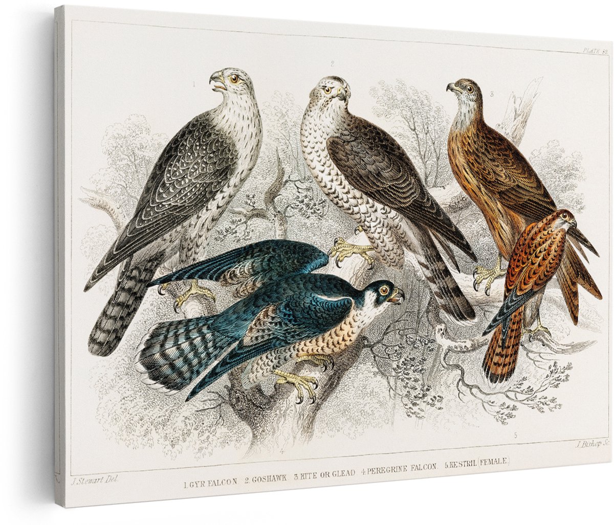 Artaza Canvas Schilderij Roofvogels - 180x120 cm - Groot - Wanddecoratie Vogels - Muurdecoratie Vintage - Decoratie Havik En Slechtvalk - Schilderijen Op Canvas