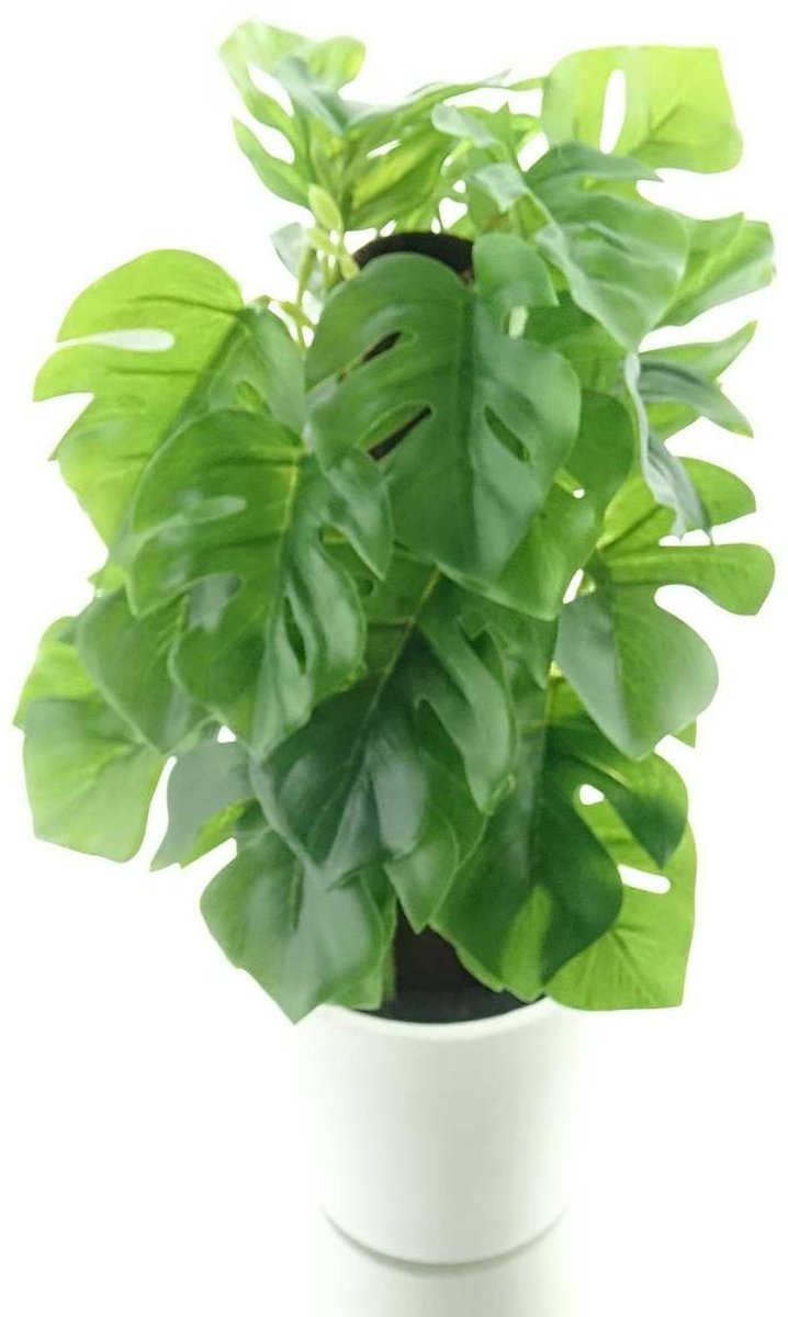 Gasper Gatenplant met 24 Bladeren in Kunststofpot Wit 24 cm