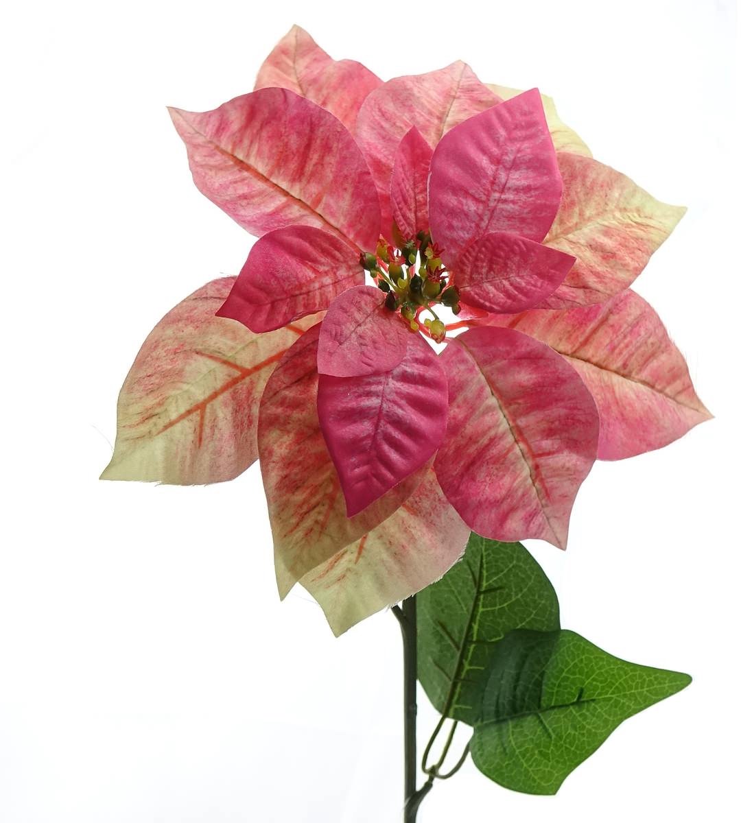 Gasper Kerstster Poinsettia Crème & Roze 65 cm - Kunstbloemen