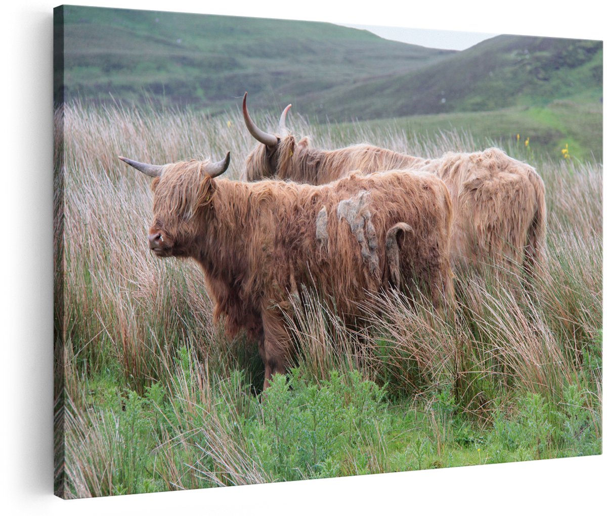 Artaza Canvas Schilderij Twee Schotse Hooglanders in het Heuvelvelachtige Veld - 150x100 cm - Groot - Foto Op Canvas - Wanddecoratie
