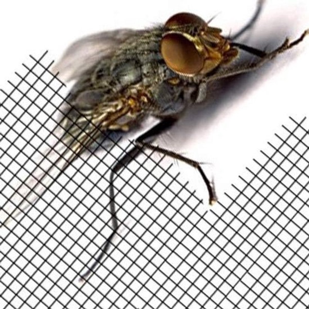 Rol Horrengaas Aluminium Insectenhor Op Maat Per Meter
