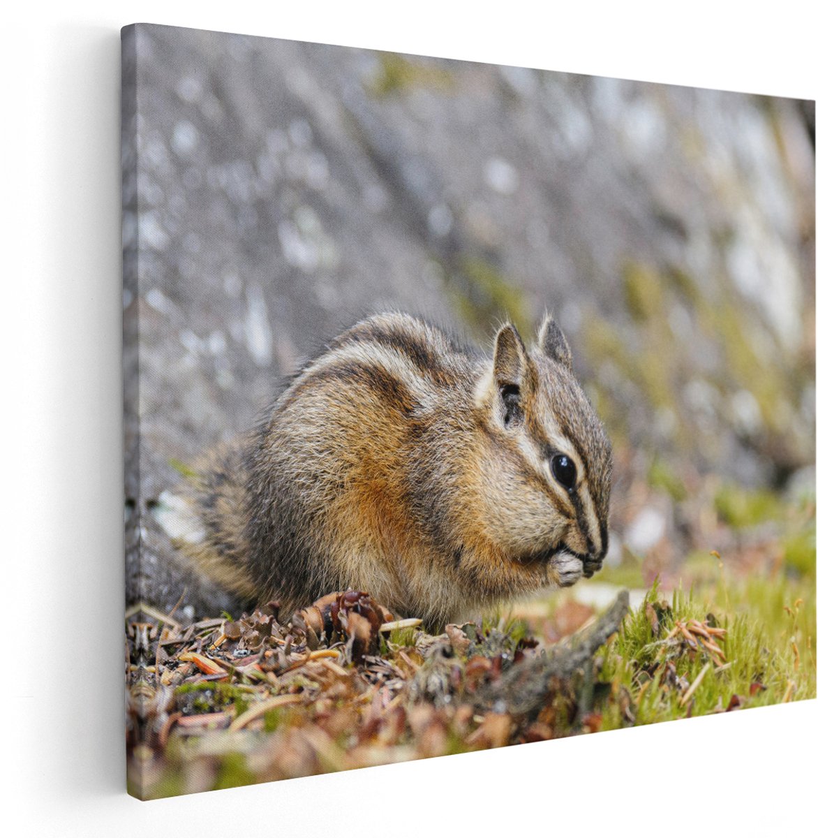Artaza Canvas Schilderij Eekhoorn op het Gras tussen de Bladeren - 150x120 cm - Groot - Wanddecoratie Woonkamer - Schilderijen - Muurdecoratie