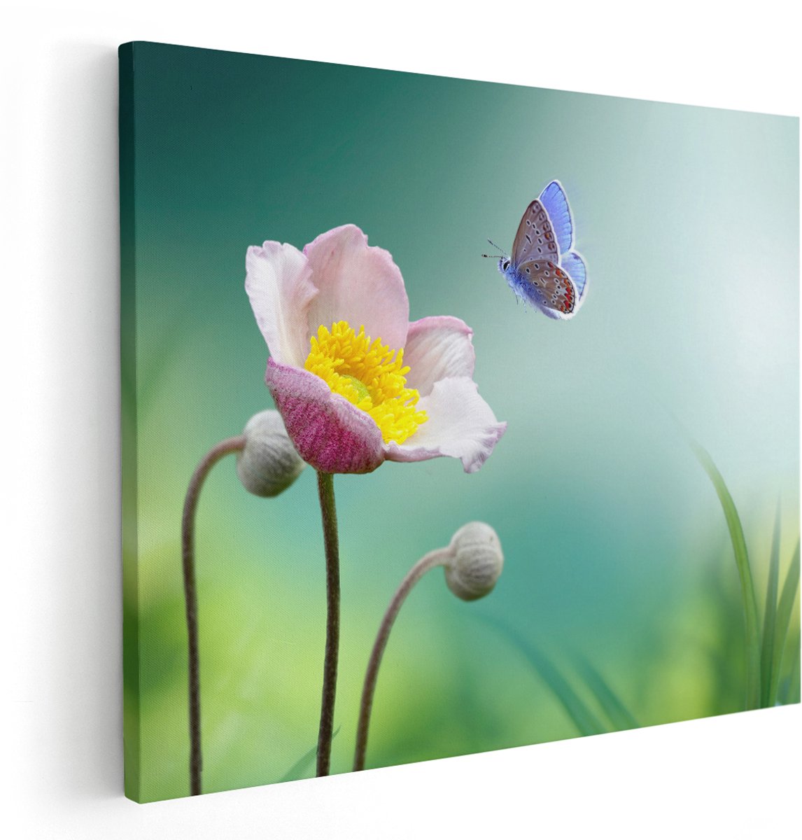 Artaza Canvas Schilderij Roze Anemoon Bloem Met Een Blauwe Vlinder - 150x120 cm - Groot - Wanddecoratie Woonkamer - Schilderijen - Muurdecoratie