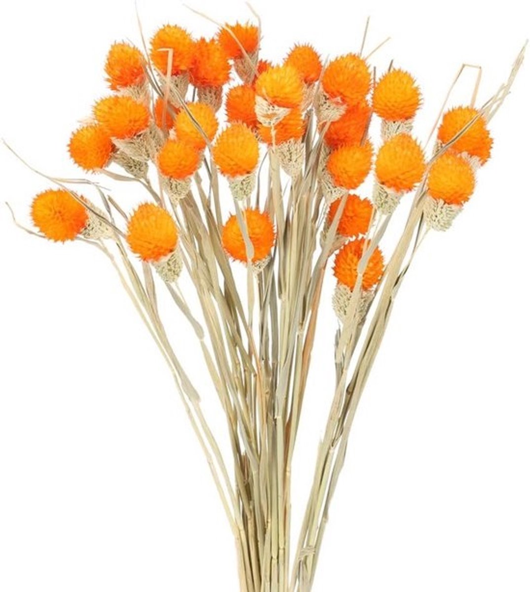 30 Stuks Gedroogde Craspedia Bloemen Decoratie voor Bruiloft en Huis
