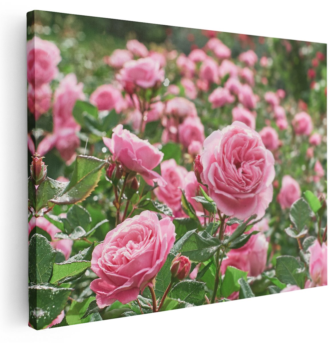 Artaza Canvas Schilderij Roze Rozen Bloemenveld - 160x120 cm - Groot - Wanddecoratie Woonkamer - Schilderijen - Muurdecoratie