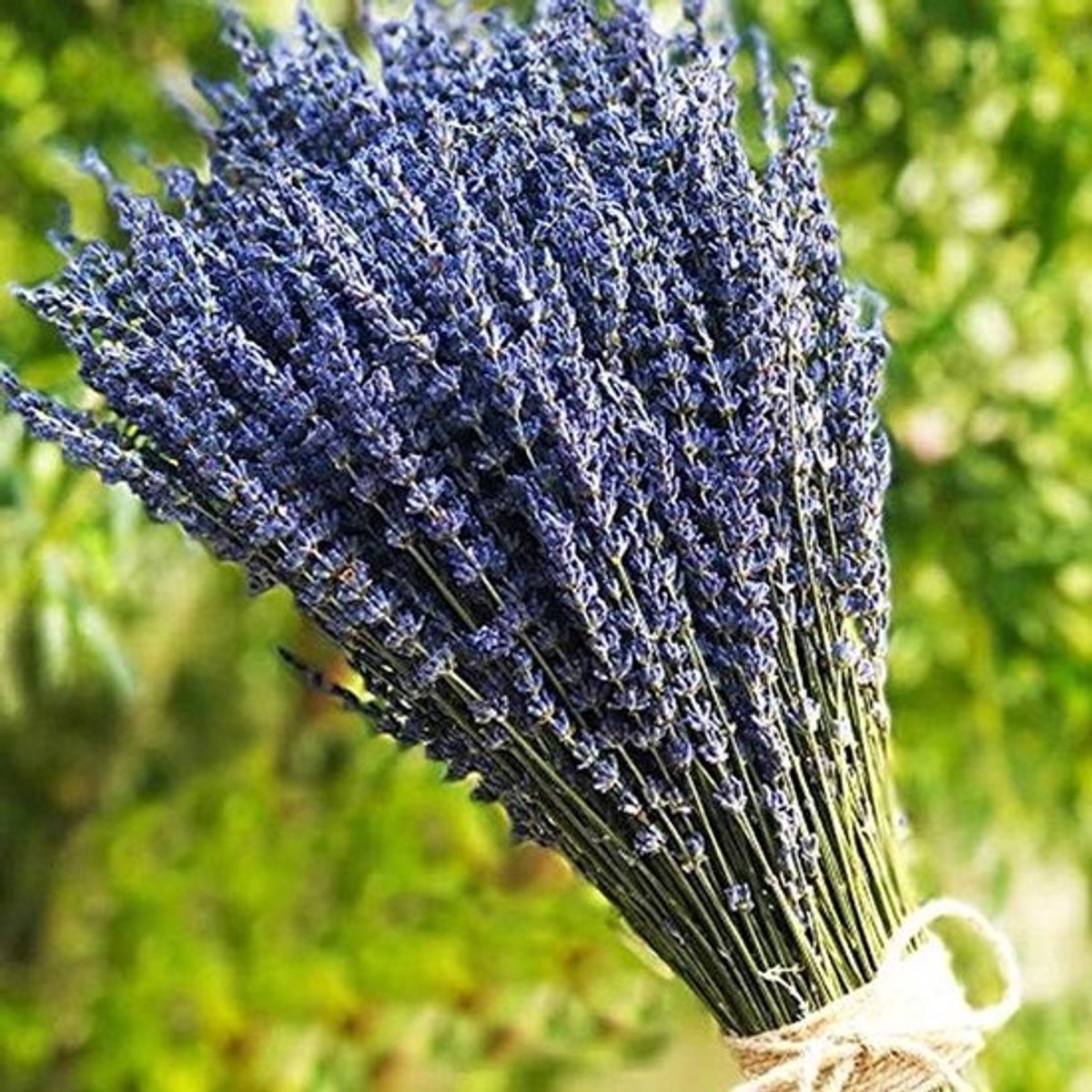 Natuurlijke Gedroogde Lavendel Bloemboeketten voor Decoratie, Ambachten en Cadeaus