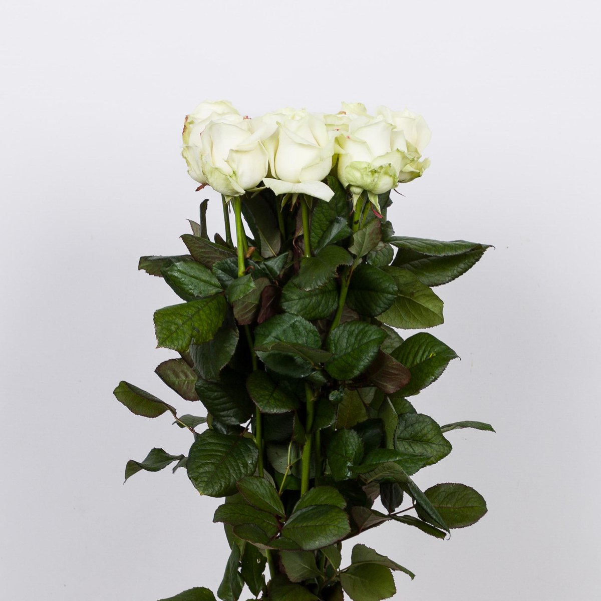 10x Rosa avalanche+ 50cm
