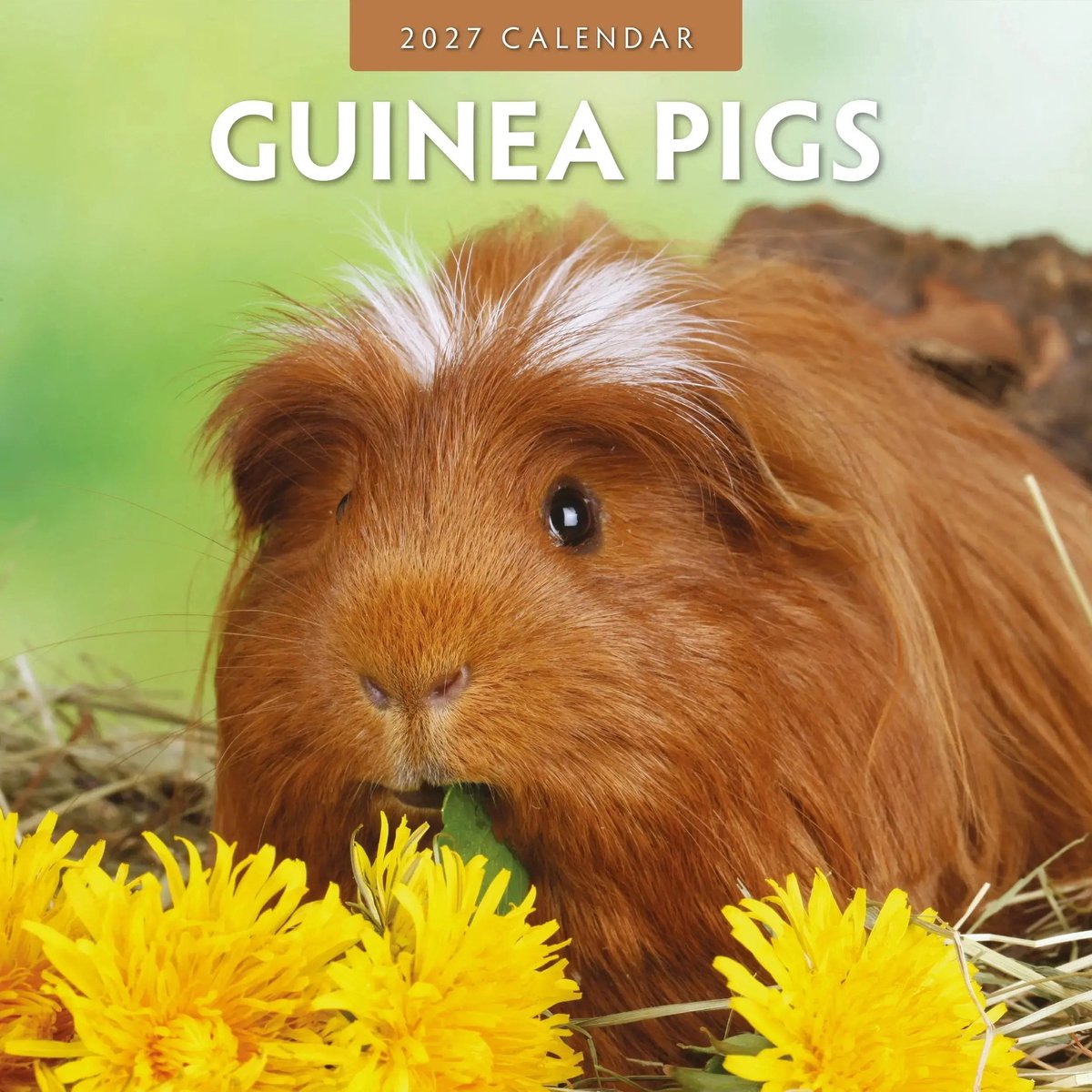 Cavia Kalender 2027