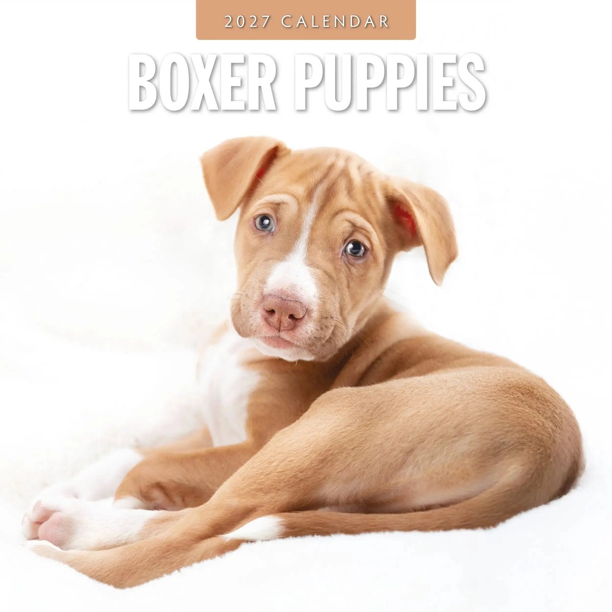 Boxer Puppies Kalender 2027