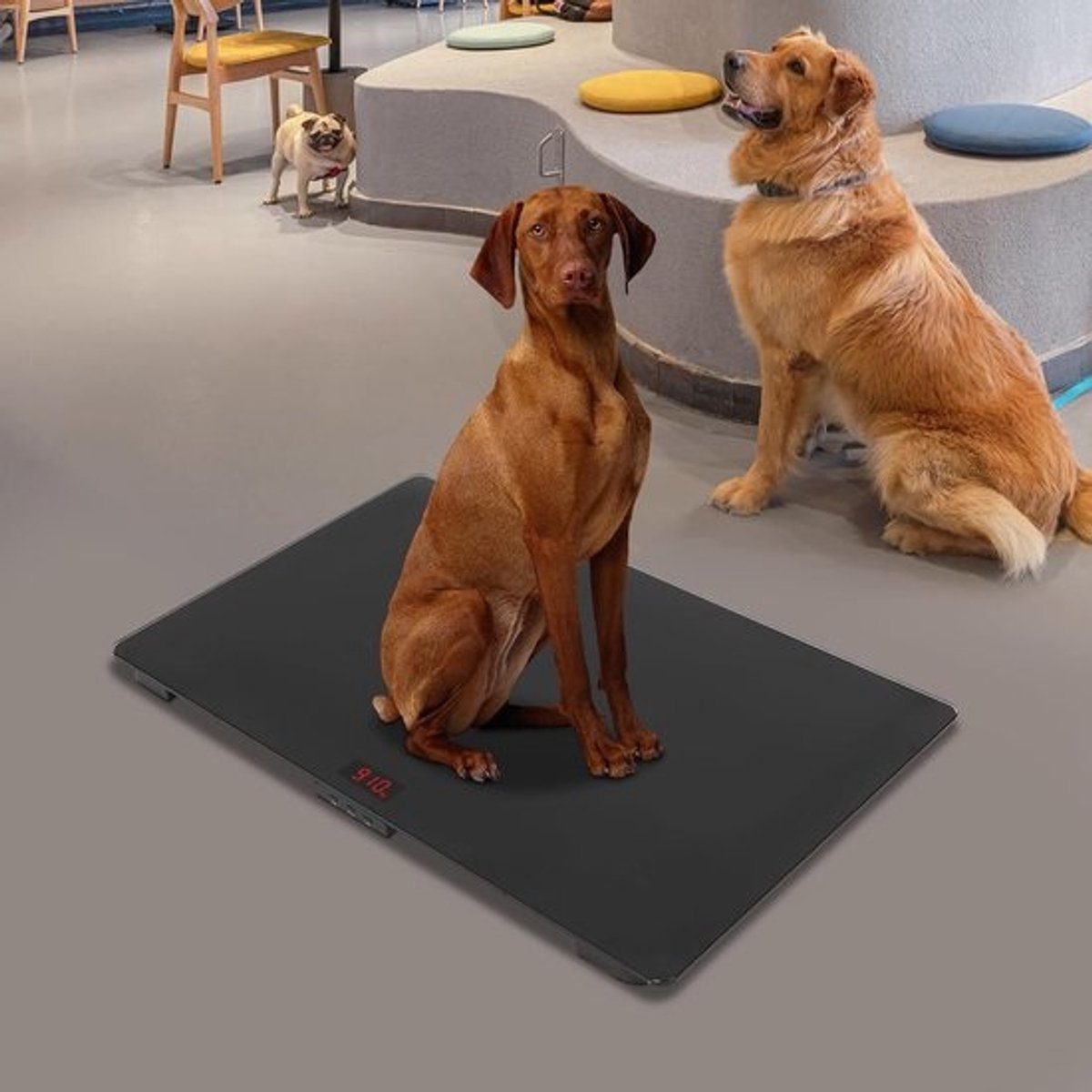 Digitale huisdierweegschaal - Honden katten weegschaal - Gezondheid monitoren - Nauwkeurig tot 10g - 80x50cm platform - Zwart