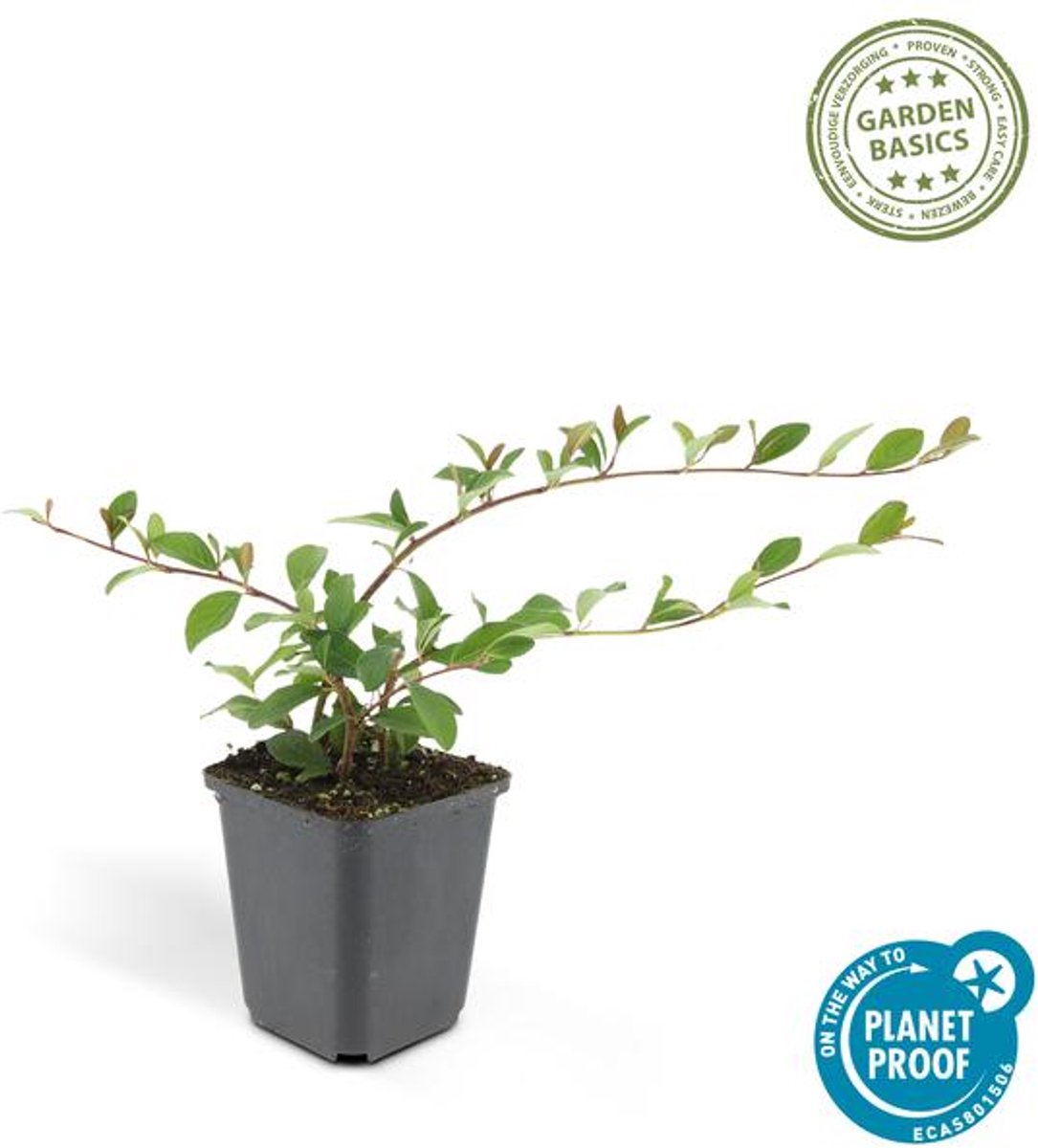 48x Cotoneaster dammeri - 10-25cm - Ø9cm