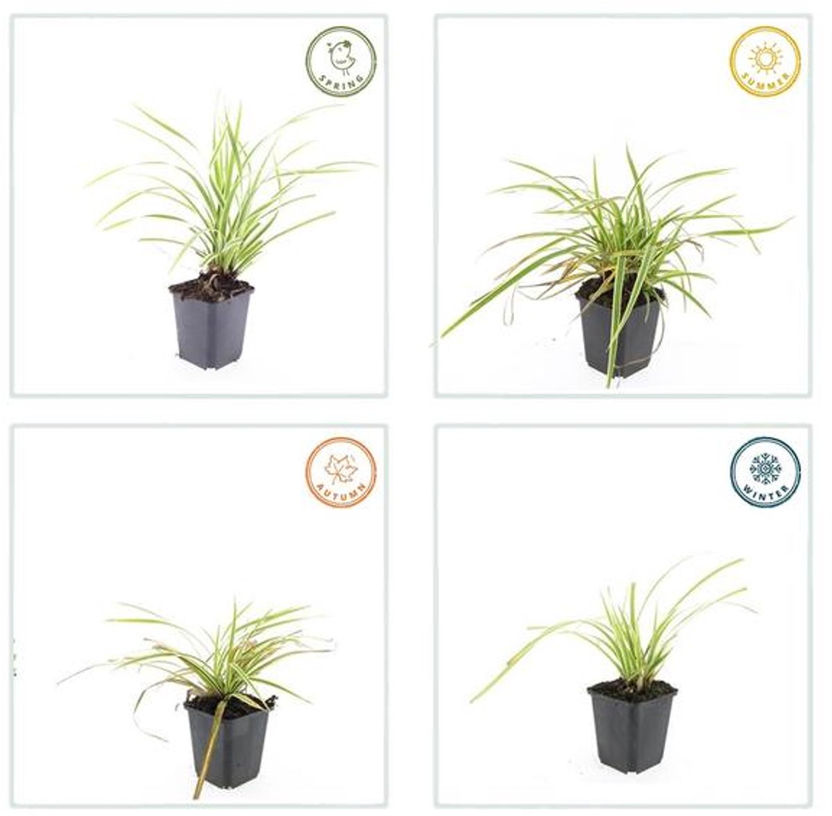 24x Carex morrowii 'Aureovariegata' - 10-25cm - Ø9cm