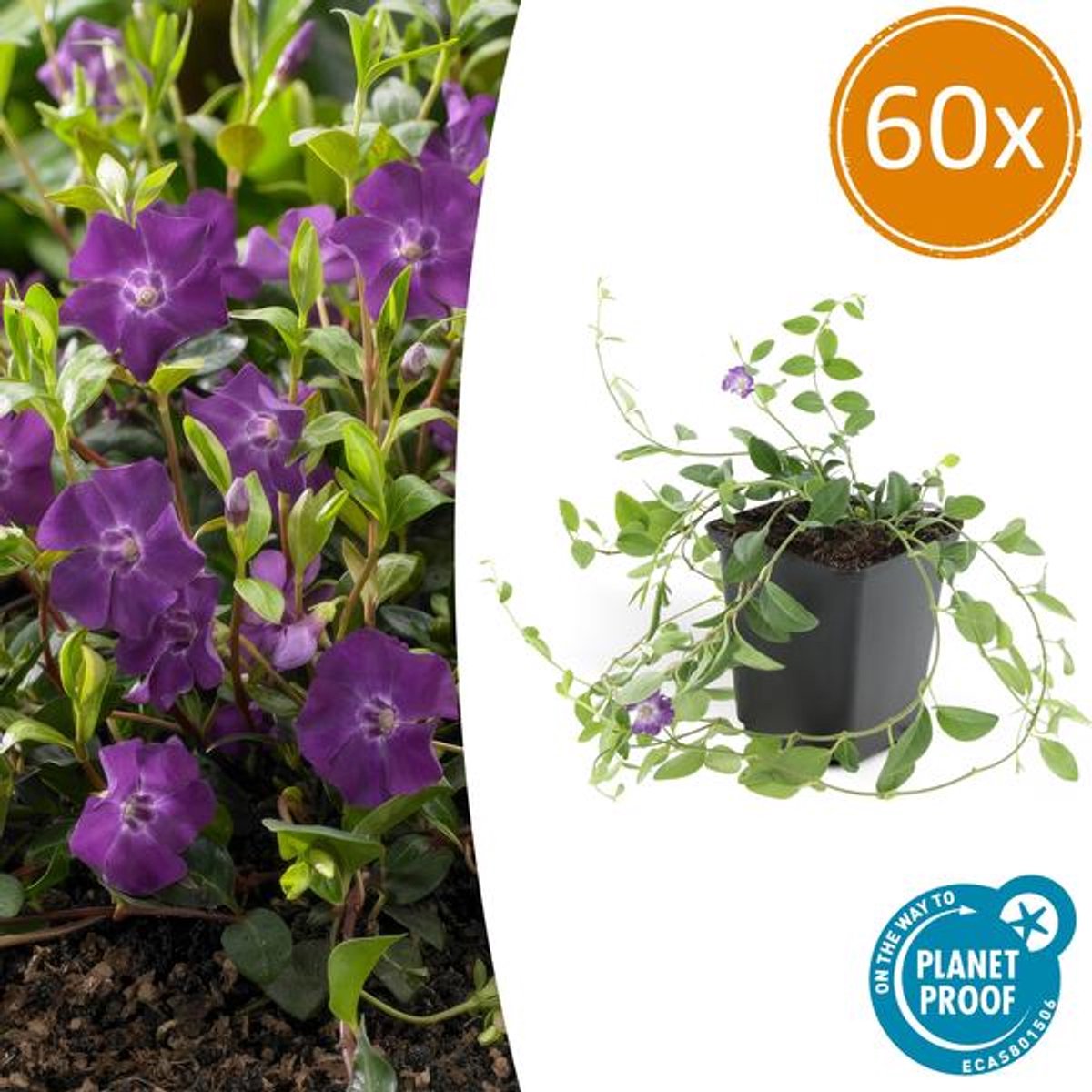 60x Vinca minor 'Atropurpurea', - 10-25cm - Ø9cm