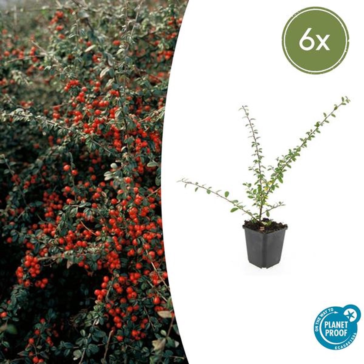 6x Cotoneaster suec. 'Coral Beauty' - 10-25cm - Ø9cm