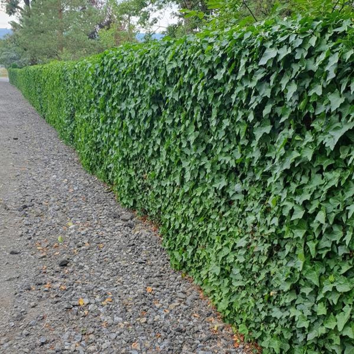 48x Hedera Hibernica - 10-25cm - Ø9cm