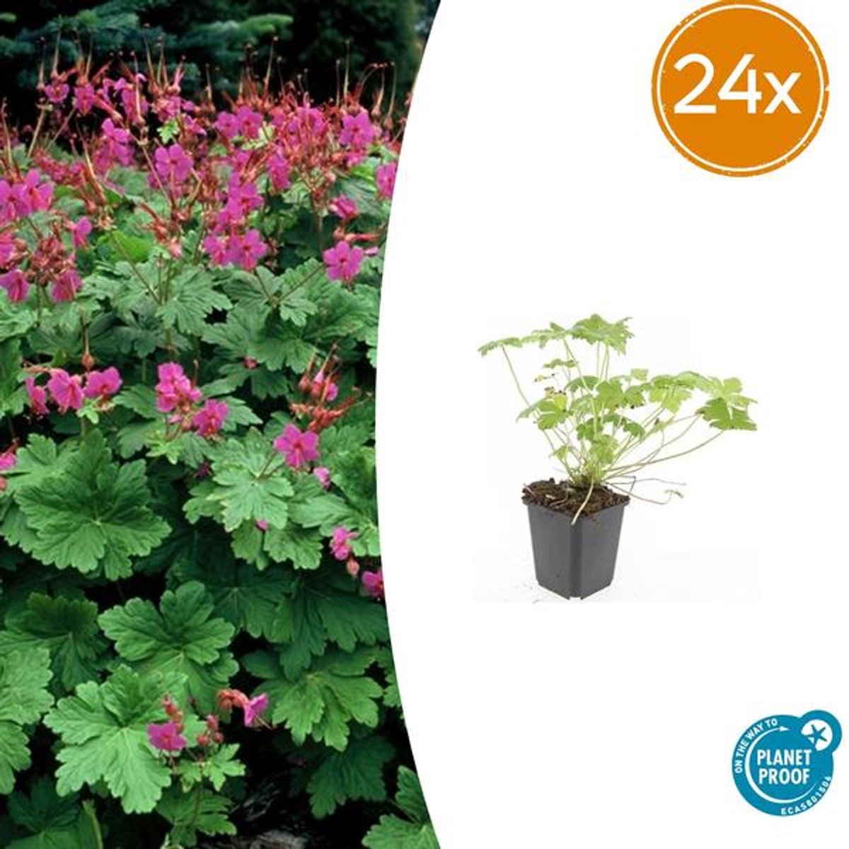 24x Geranium macr. 'Czakor' - 10-25cm - Ø9cm
