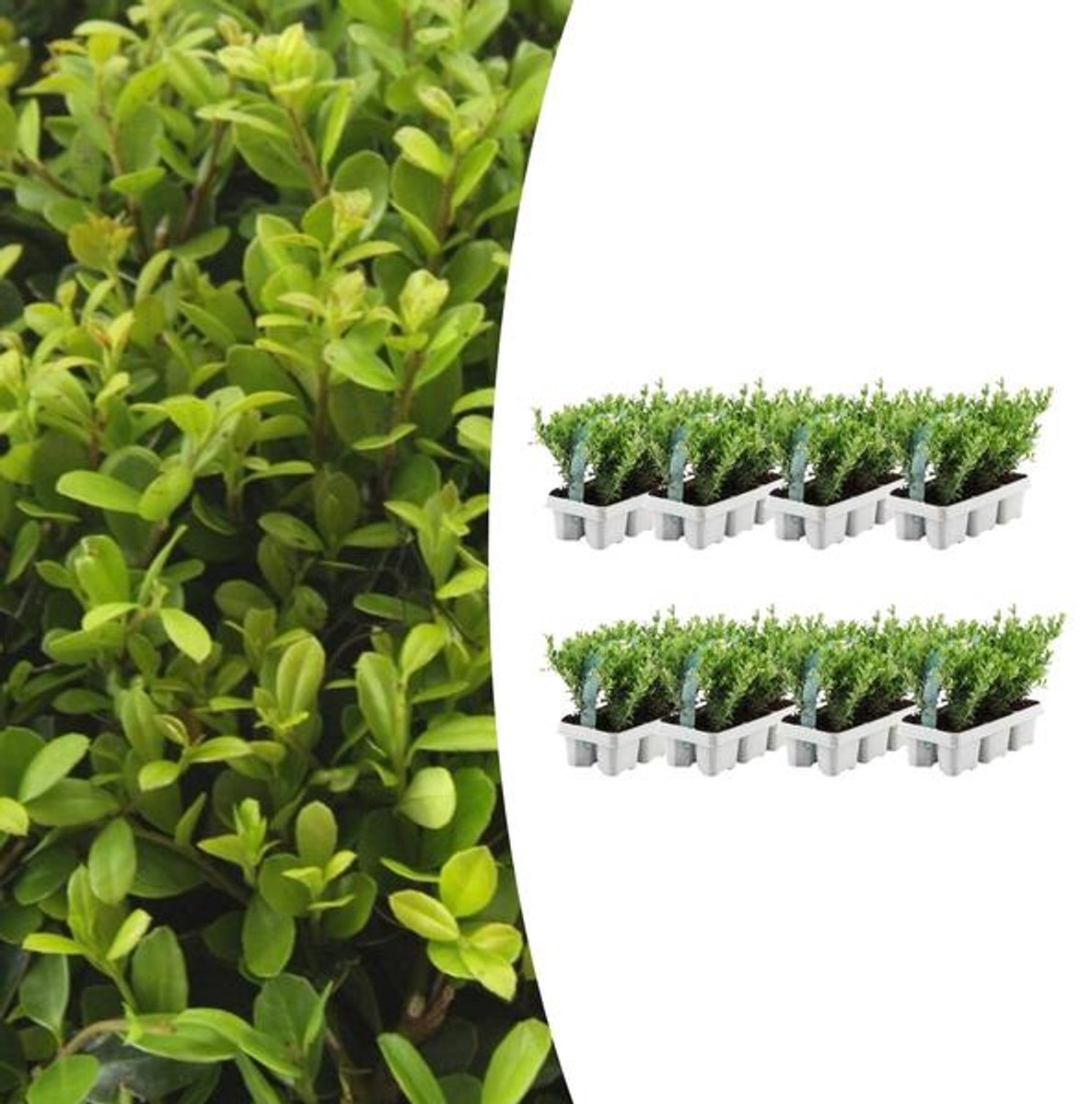 8 x 6 pack Ilex crenata 'Jenny' - Ø7 cm - 15 cm