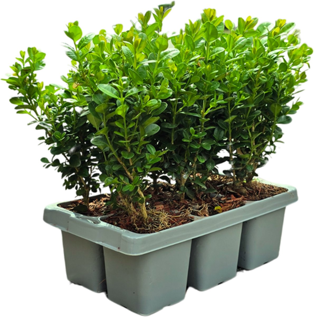 12 x 6-Pack Buxus NewGen Freedom – Winterharde Groenblijvende Struiken 72 x Ø7 cm - 15 cm | Compacte Buxus