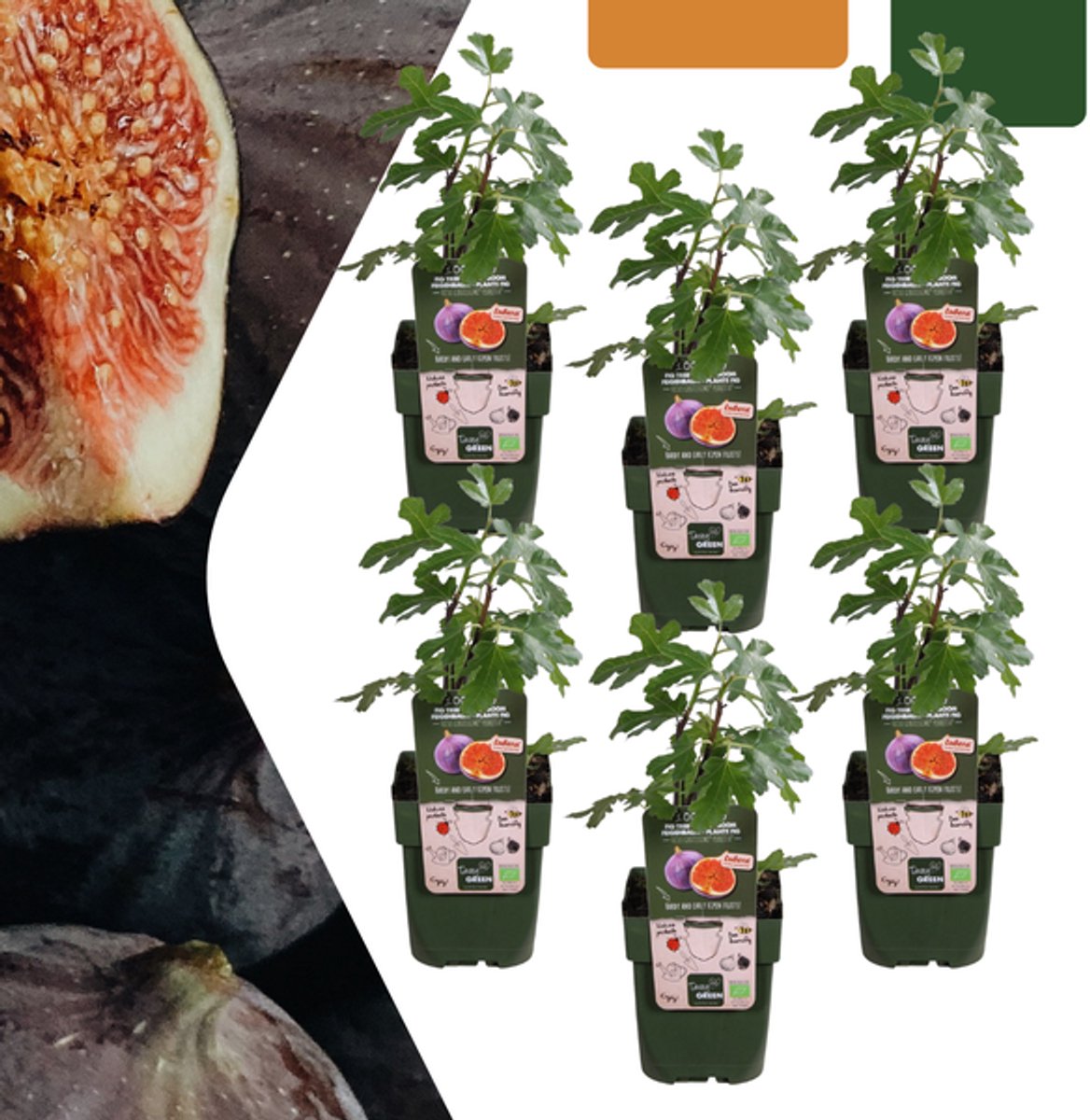 6 x Biologische Vijgenbomen - Ø 13 cm - ↨ 20 cm