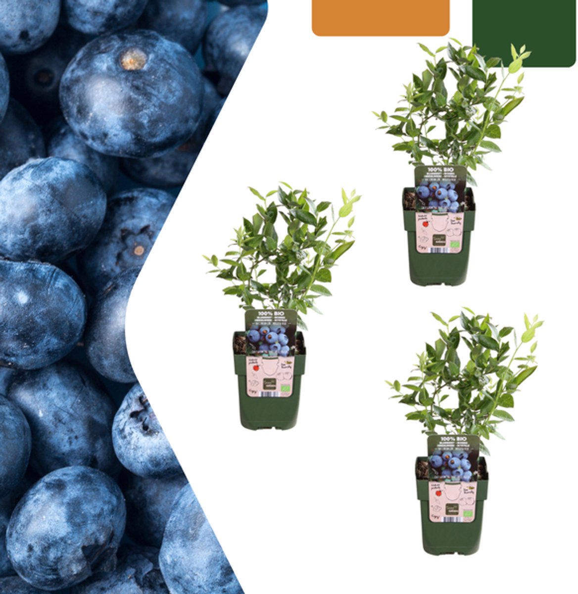 3 x Bosbessenplanten BIO - Ø 13 cm - ↨ 20 cm