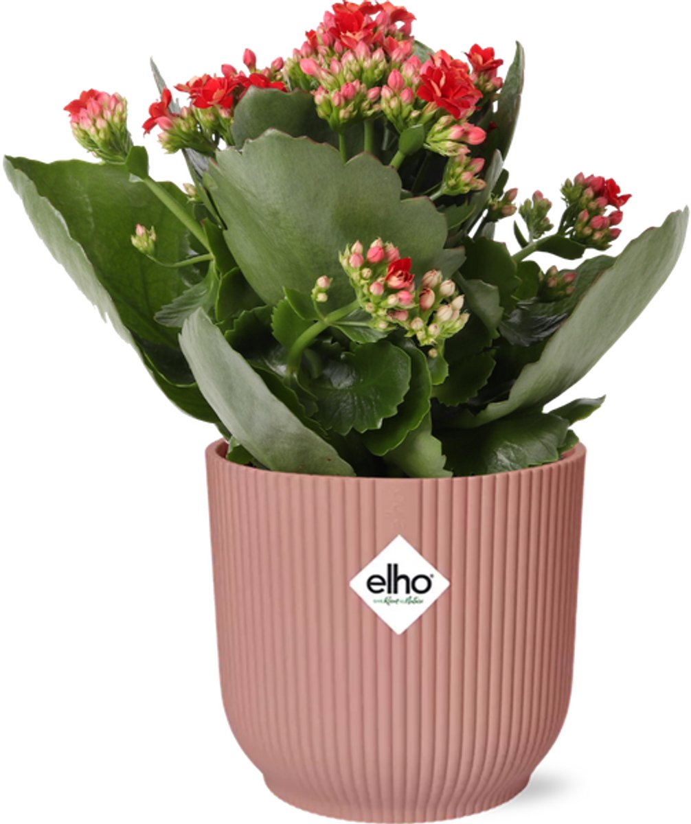 Mother's Day - Kalanchoe Rosalina Don Justino Rood + ELHO Vibes Fold 14cm roze