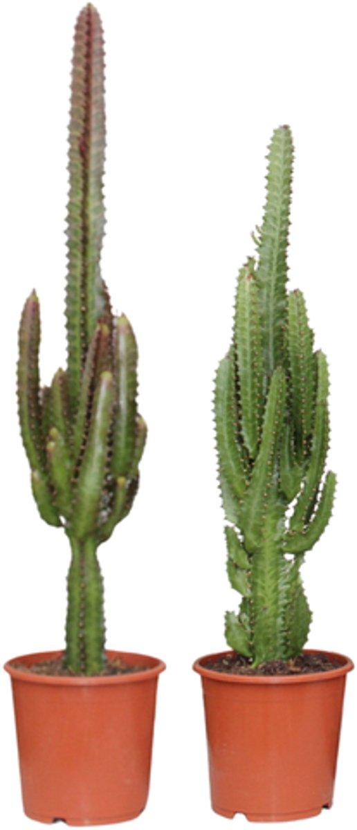 Euphorbia Groen / Rood - 2 stuks - Ø17cm - 75cm