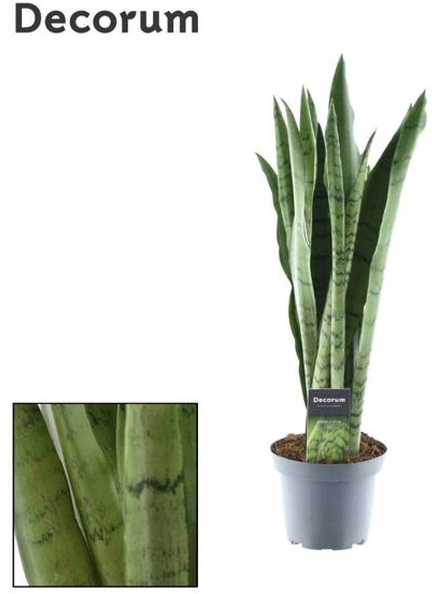 Sansevieria Spearmint - Ø14cm - 55cm