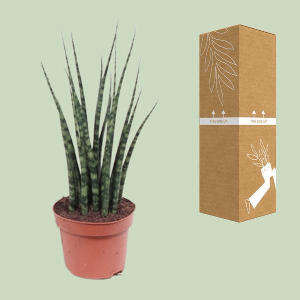 Sansevieria Fernwood Mikado - Ø12cm - 40cm