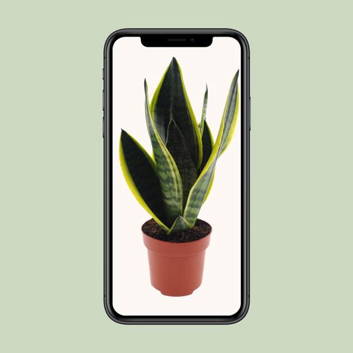 Sansevieria Futura Superba - Ø12cm - 30cm