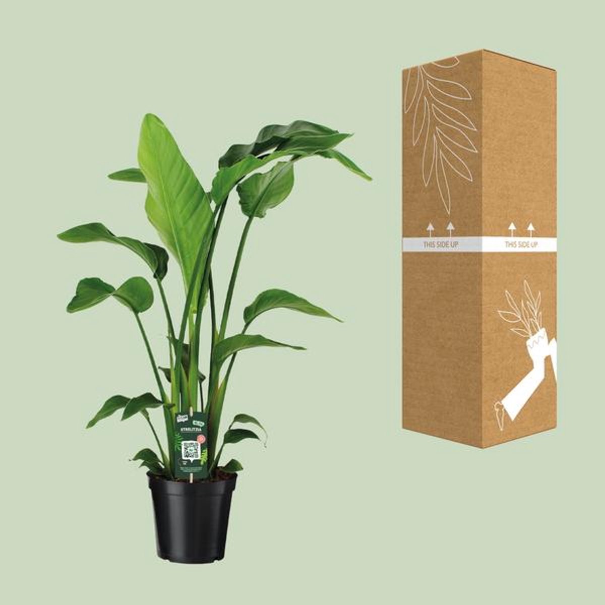 Strelitzia Nicolai (Paradijsvogelplant) - Ø19cm - 90cm