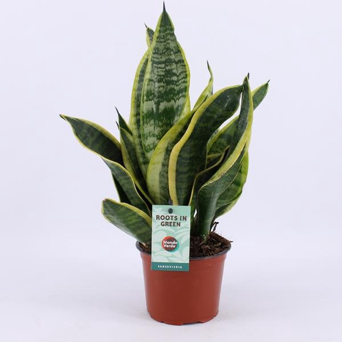 Sansevieria Futura Superba - Ø12cm - 35cm