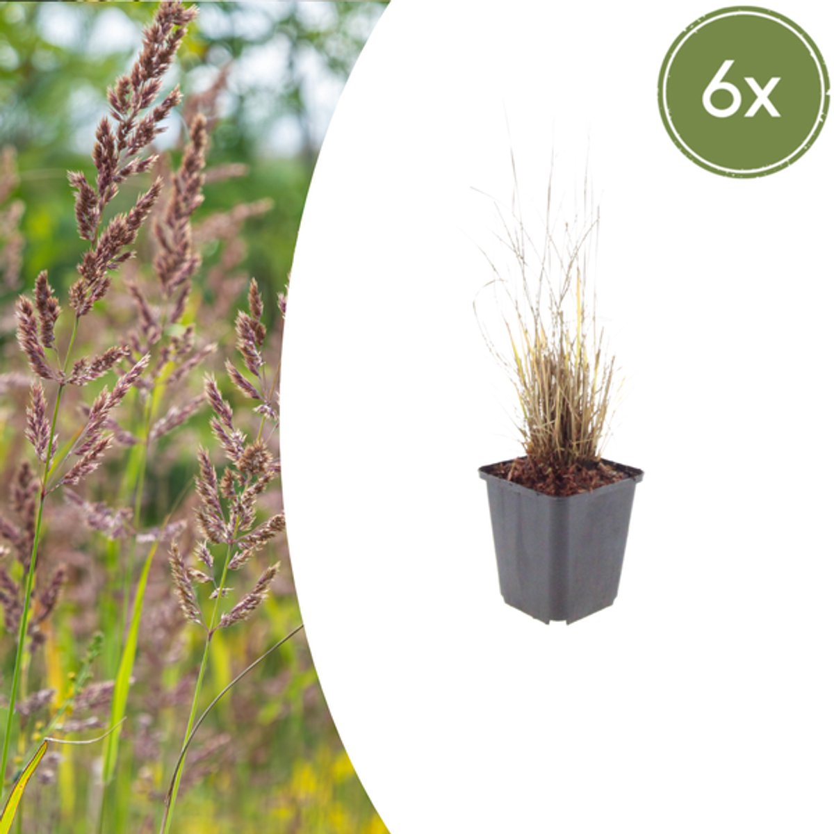 6x Calamagrostis brachytricha - 10-25cm - Ø9cm