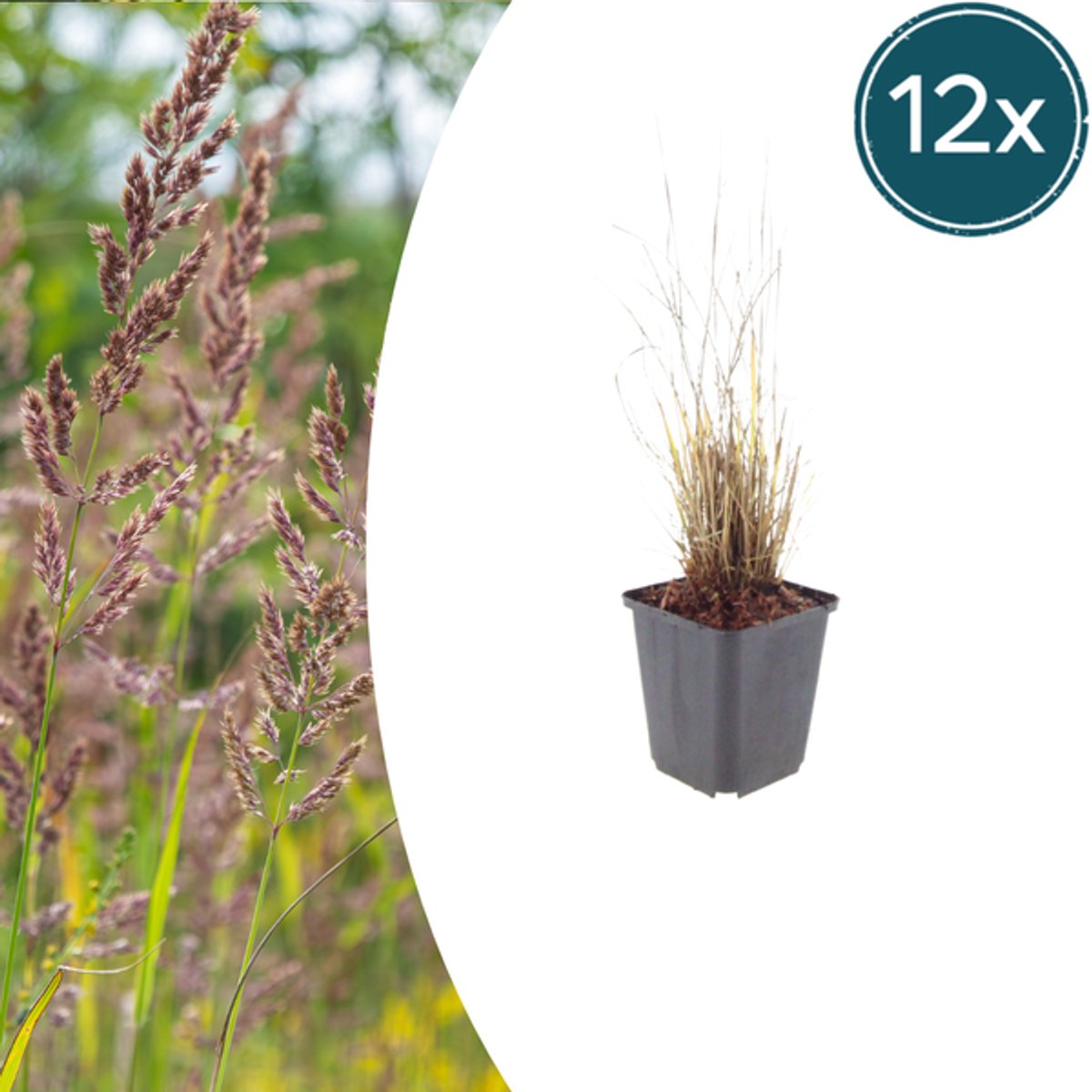 12x Calamagrostis brachytricha - 10-25cm - Ø9cm