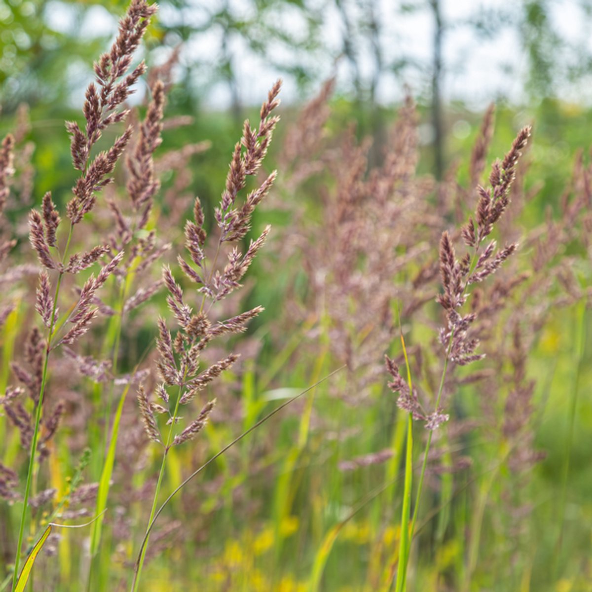 48x Calamagrostis brachytricha - 10-25cm - Ø9cm