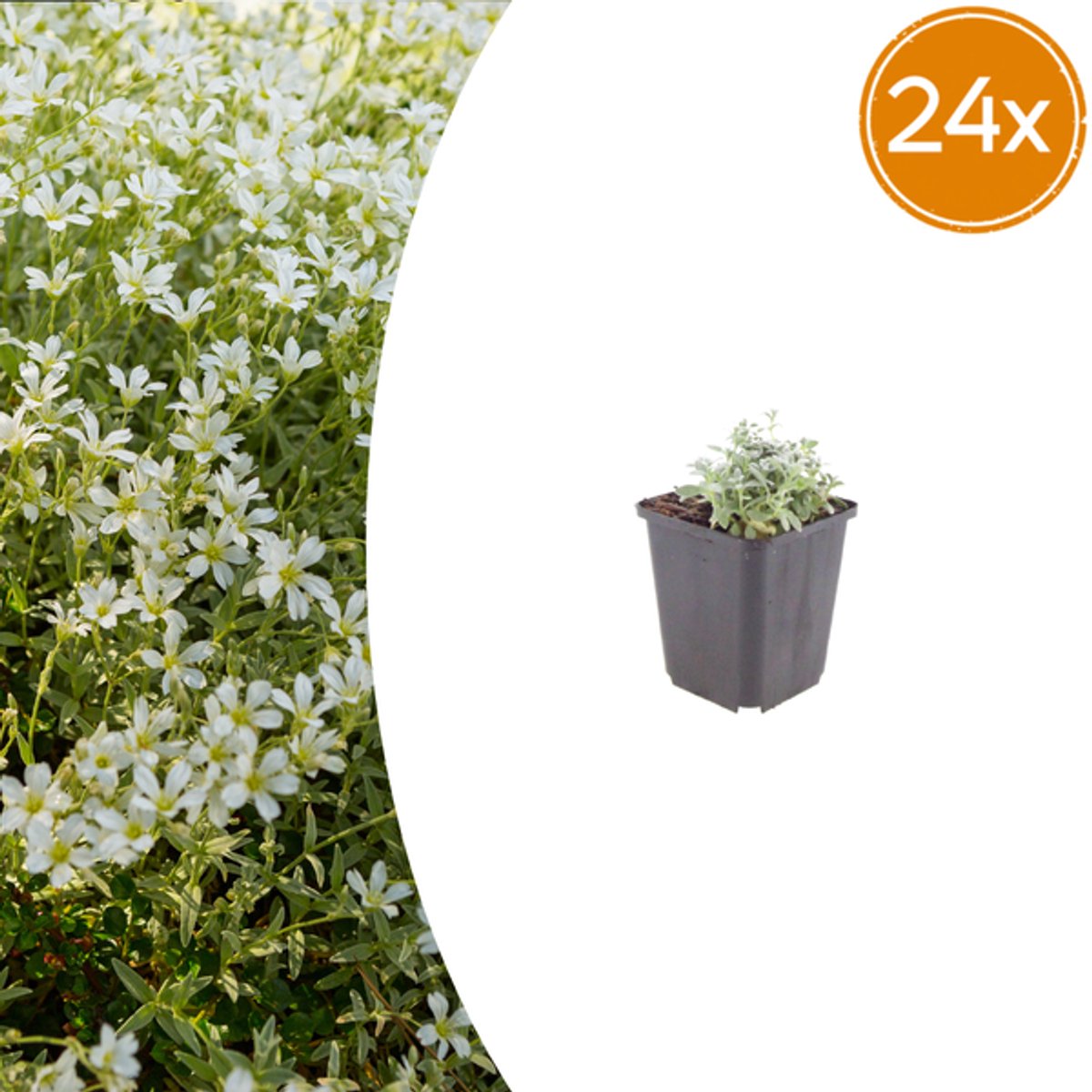 24x Cerastium tomentosum - 10-25cm - Ø9cm